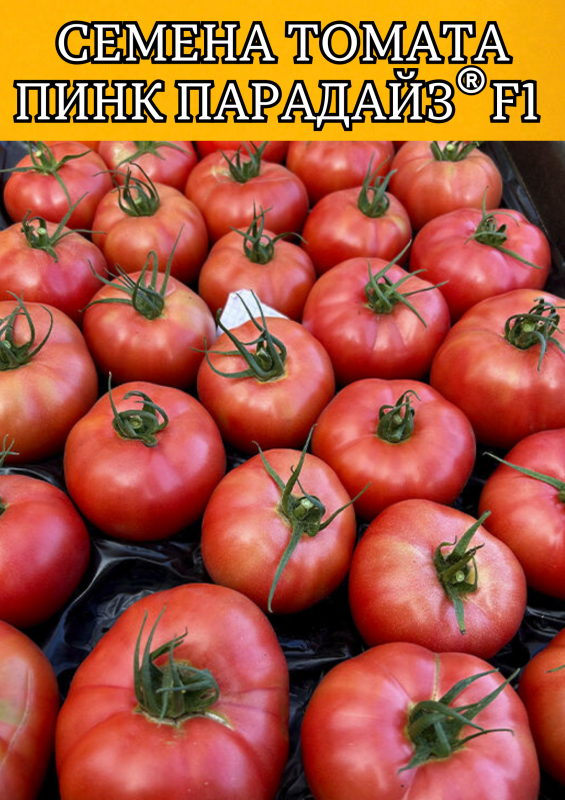 Пинк Парадайз F1 500 штук семена розового томата