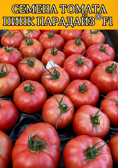 Пинк Парадайз F1 500 штук семена розового томата