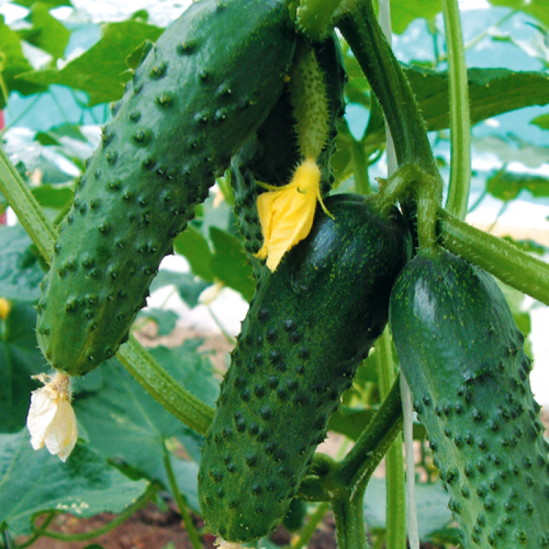 Меренга F1 семена огурца корнишона раннего