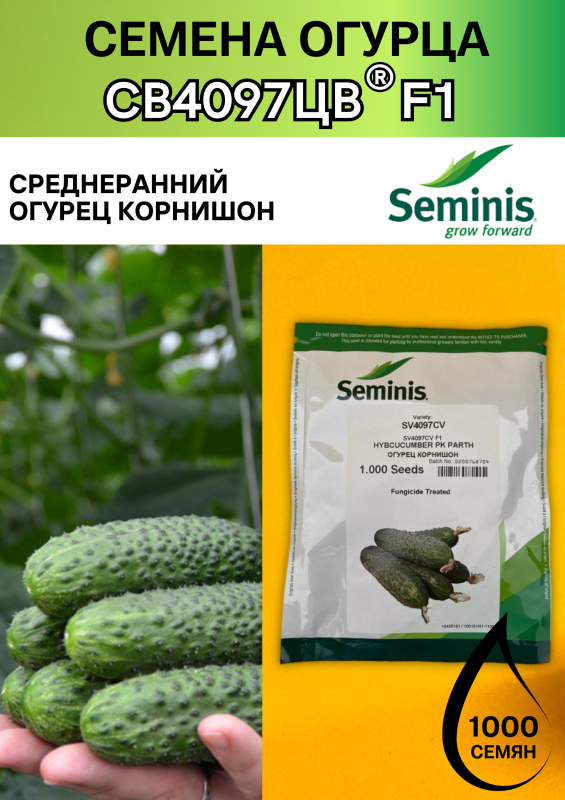 СВ 4097 ЦВ F1 семена огурца корнишона раннего