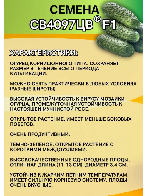 СВ 4097 ЦВ F1 семена огурца корнишона раннего