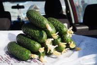 СВ 4097 ЦВ F1 семена огурца корнишона раннего