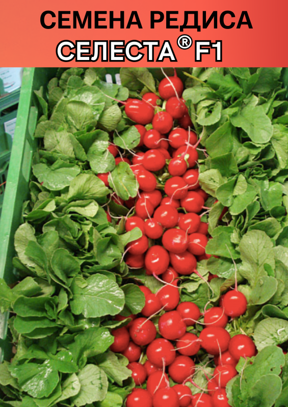 Селеста F1 семена редиса