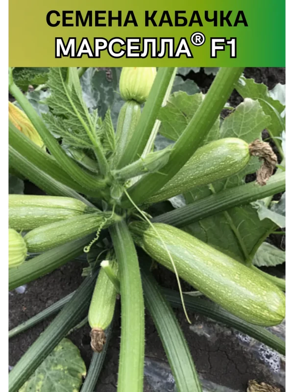 Марселла F1 семена кабачка