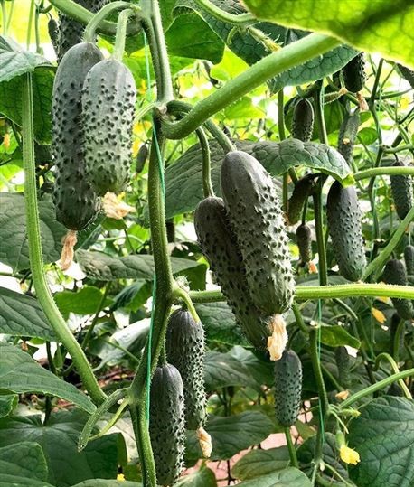 Саунд F1 семена огурца корнишона раннего