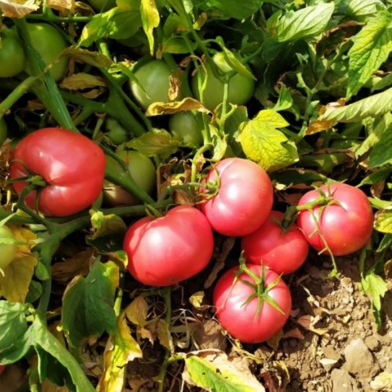 Вернер F1 500 штук семена томата