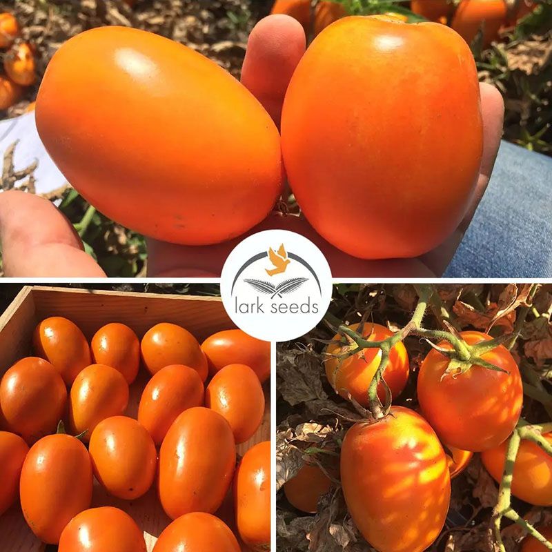Оранж Плам F1 250 штук семена томата
