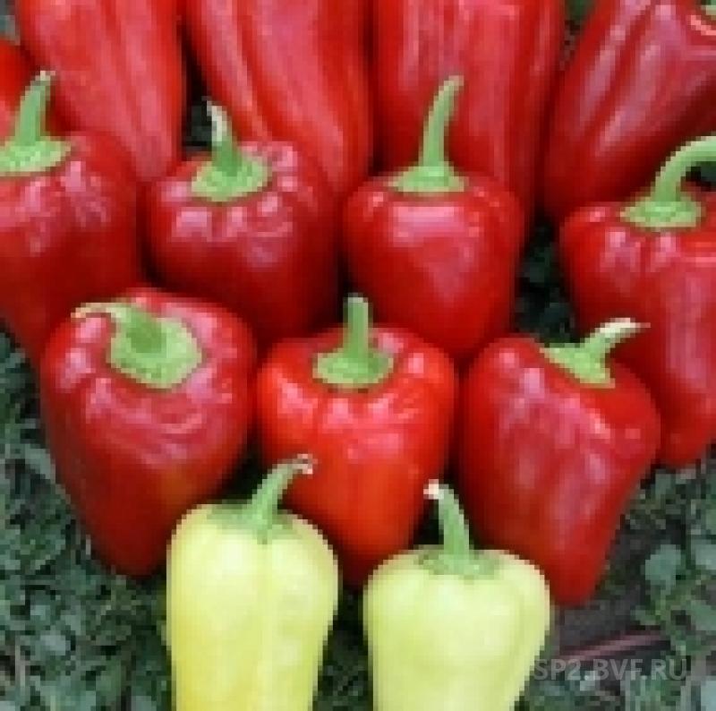 Кантатта F1 семена сладкого перца