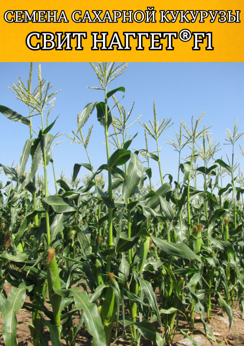 Свит Наггет F1 5000 штук семена сахарной кукурузы