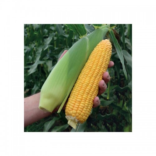 Драйвер (Киара) F1 5000 штук семена сахарной кукурузы