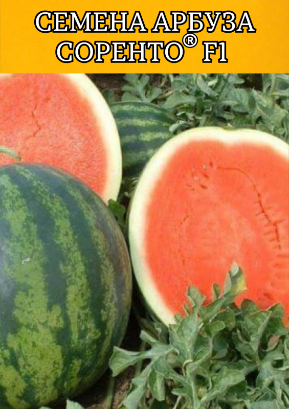 Соренто F1 1000 штук семена арбуза