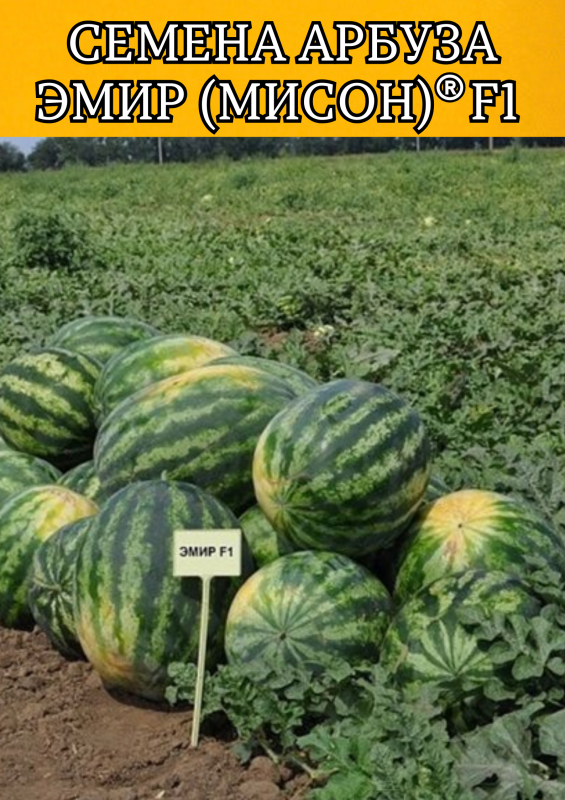 ЭМИР (МИСОН) F1 семена арбуза