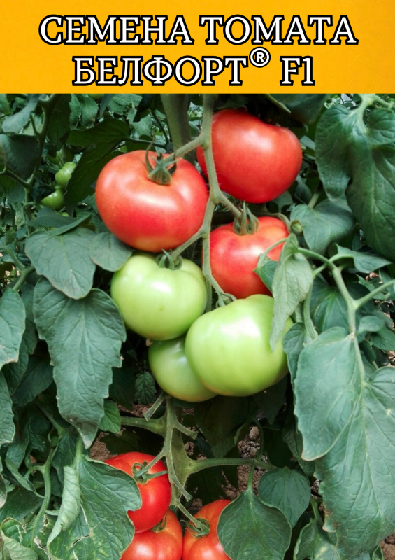 Белфорт F1 семена томата