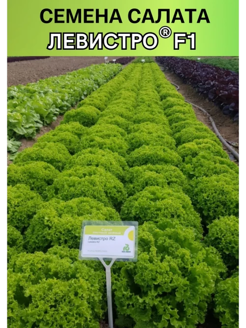 Левистро  (драже) семена салата