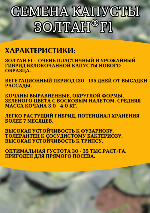 Золтан F1 2500 штук семена капусты белокочанной