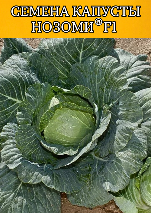Нозоми F1 2500 штук cемена капусты белокочанной