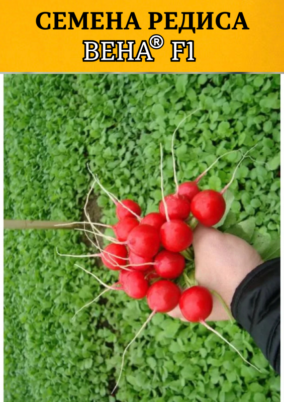 Вена F1 семена редиса