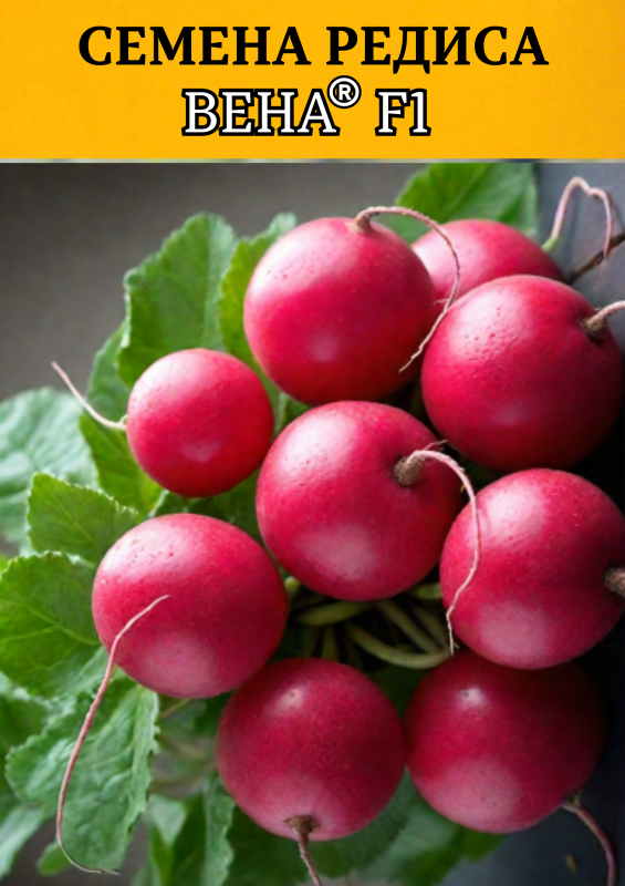 Вена F1 семена редиса