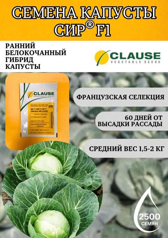Сир F1 2500 штук семена капусты белокочанной