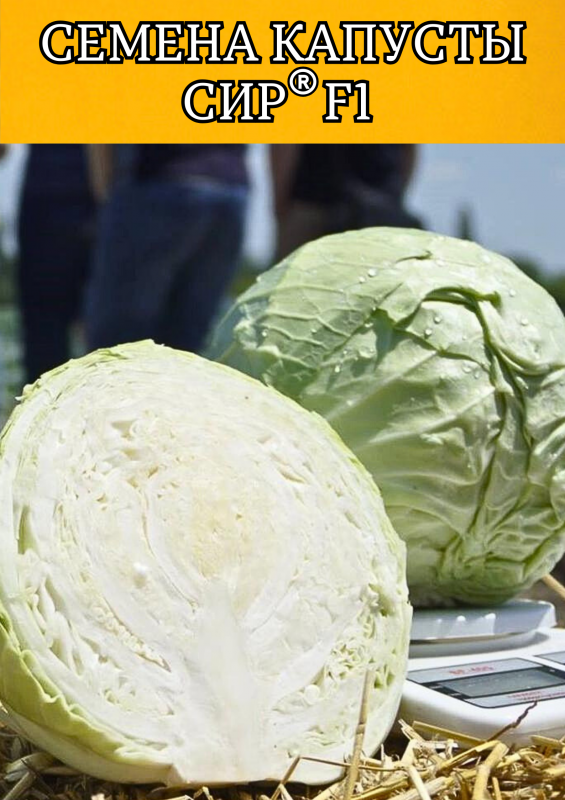 Сир F1 2500 штук семена капусты белокочанной