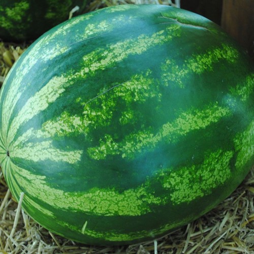 Талисман F1 семена арбуза