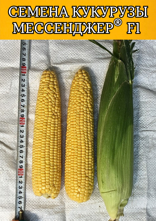 Мессенджер F1 семена сладкой кукурузы 5000 штук