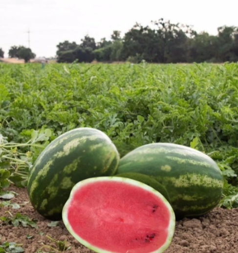 Мариньер F1 1000 штук семена арбуза