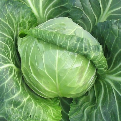 Етма F1 семена капусты белокочанной