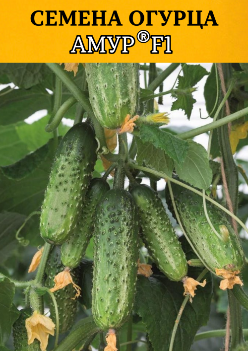 Амур F1 семена огурца
