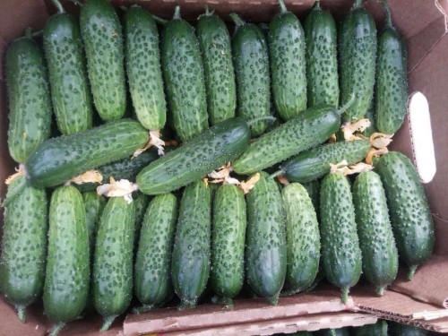 Артист F1 семена огурцов