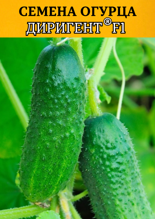 Диригент F1 семена огурца