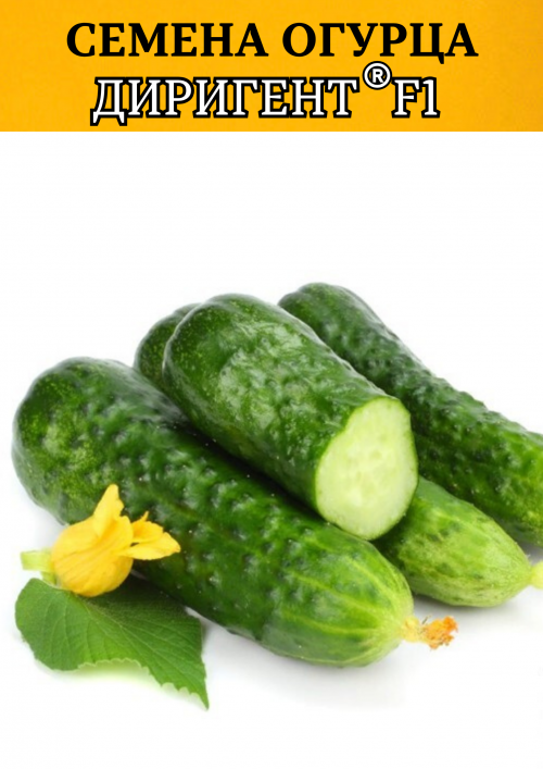 Диригент F1 семена огурца