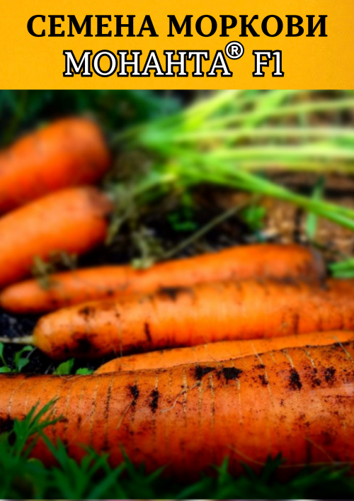 Монанта F1 семена моркови