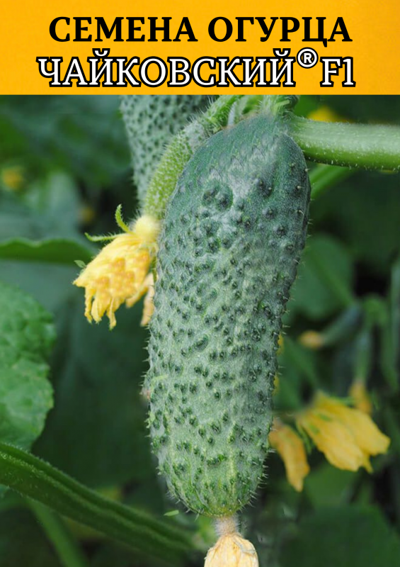 Чайковский F1 семена огурца