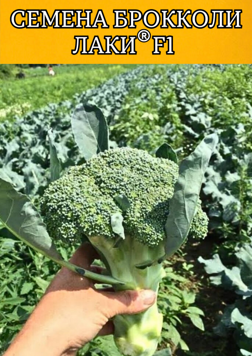 Лаки F1 семена капусты брокколи 2500 штук