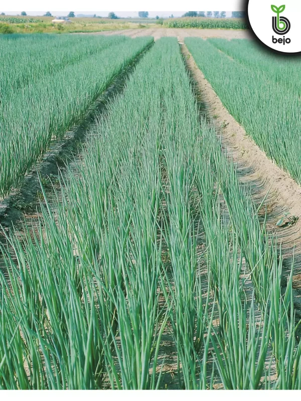 Параде F1 семена лука на перо (2.25-2.50mm)