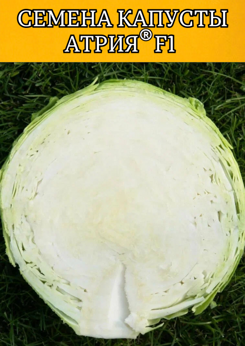 Атрия F1 семена капусты белокочанной 2500 штук