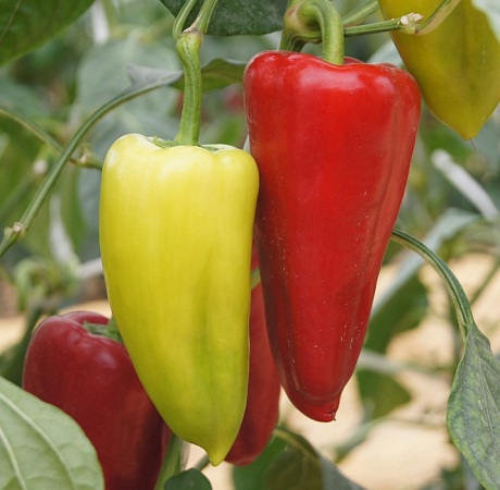 Джипси F1 семена перца сладкого