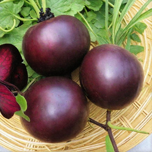 Кестрел F1 семена свеклы 2,8-3,2 50 000 штук