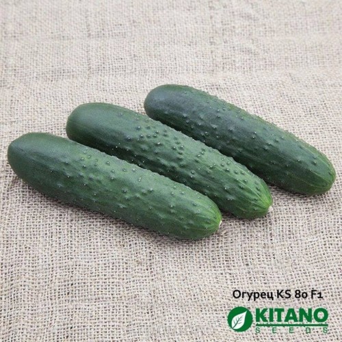 Синклер (KS 80) F1 семена огурца