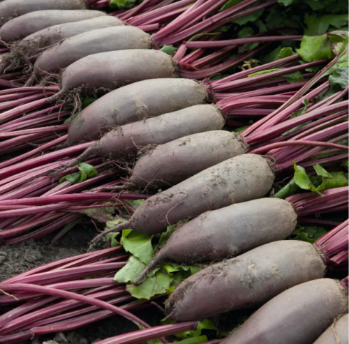 Таунус F1 семена свеклы