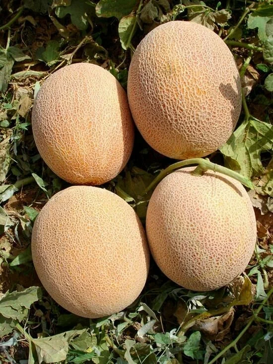 Мелира F1 семена дыни 1000 штук