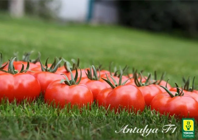 Азия (Анталия) F1 семена томата 500 штук