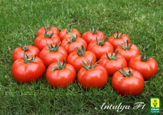 Азия (Анталия) F1 семена томата 500 штук