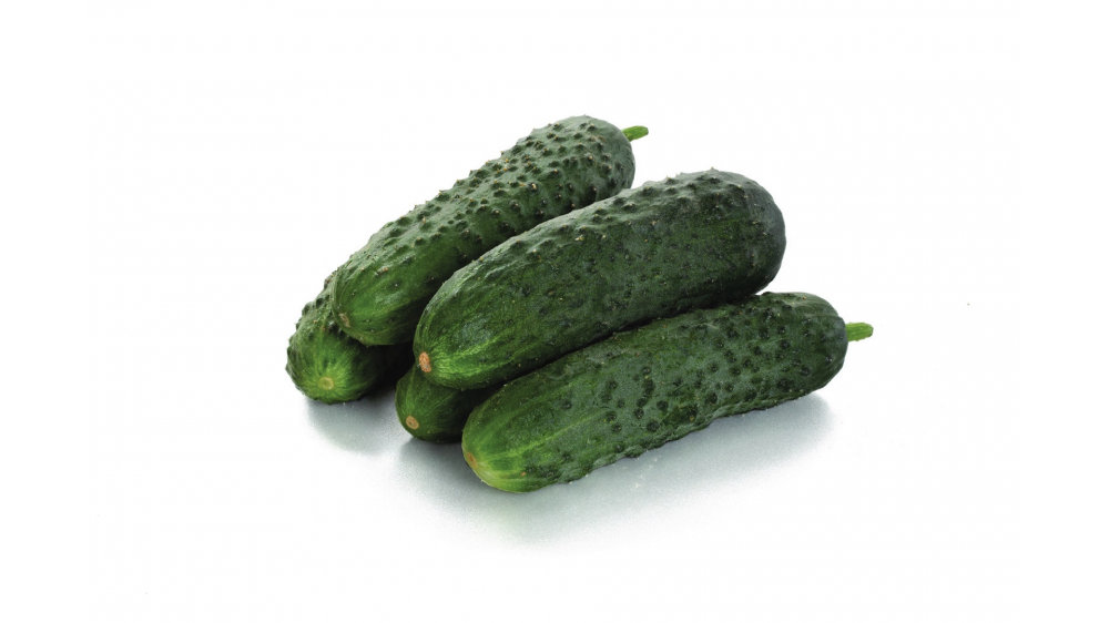 Баде F1 семена огурца 500 штук