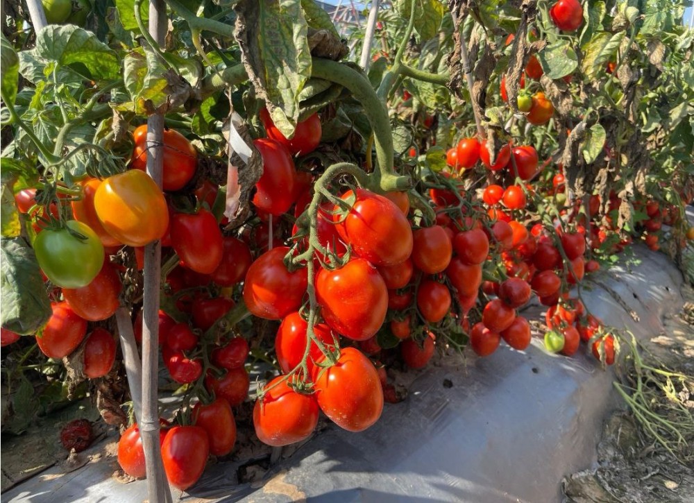 GL3402 Хайнц F1 семена томата 5000 штук