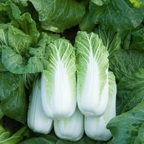 Билко F1 семена пекинской капусты