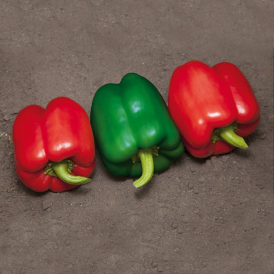 Катан F1 семена перца сладкого 1000 штук