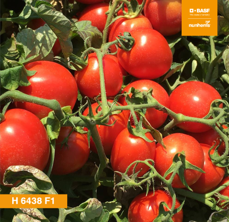 H 6438 F1 семена томата
