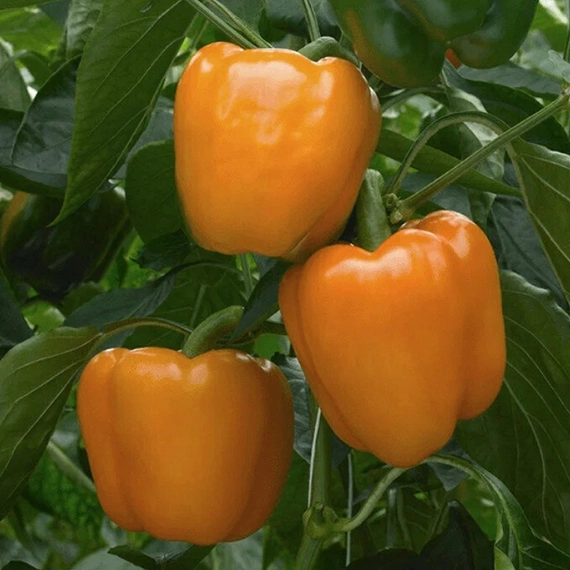 Магно F1 семена перца сладкого 500 штук